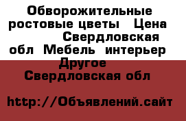 Обворожительные ростовые цветы › Цена ­ 1 500 - Свердловская обл. Мебель, интерьер » Другое   . Свердловская обл.